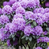 Рододендрон Grandiflorum, Rhododendron catawbiense Grandiflorum, Рододендрон катевбинский Грандифлорум