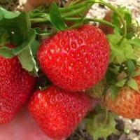 Земляника Malwina, Fragaria x ananassa Malwina, Земляника Мальвина