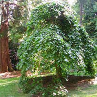 Вяз шершавый Camperdownii, Ulmus scabra Camperdownii, Вяз шершавый Кампердони