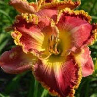 Лилейник Oriental Ruby, Hemerocallis 'Oriental Ruby', Лилейник Ориентал Руби