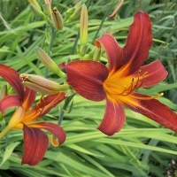 Лилейник гибридный Sammy Russell, Нemerocallis hybrid Sammy Russell, Лилейник гибридный Сэмми Рассел