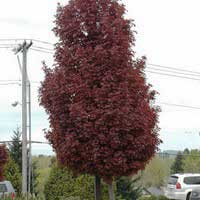 Клен остролистный Crimson Sentry, Acer platanoides Crimson Sentry, Клен остролистный Кримсон Сентри
