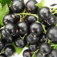 Смородина Добрыня, Ribes nigrum Dobrynya,  Смородина Добрыня с5