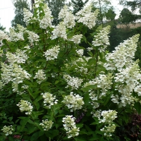 Гортензия Unique, Hydrangea paniculata Unique, Гортензия метельчатая Уник