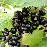 Смородина черная Селеченская, Ribes
