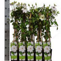 Клематис Henryi, Clematis Henryi, Клематис Генри