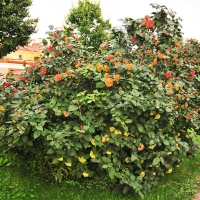 Калина гордовина, Viburnum lantana