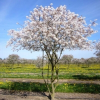 Ирга Ballerina, Amelanchier canadensis Ballerina, Ирга Балерина