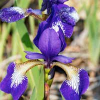 Ирис сибирский Claret Cup, Iris sibirica Claret Cup, Ирис сибирский Кларет Кэп
