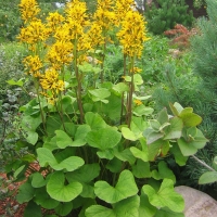Бузульник hessei Gregynog Gold, Бузульник хесси Грениног Голд, Ligularia x hessei Gregynog Gold