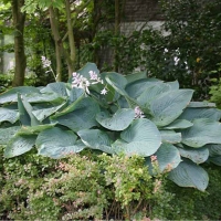 Хоста Empress Wu, Hosta Impress Wu, Хоста гибридная Эмпресс Ву