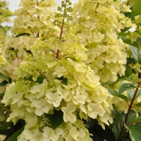 Гортензия Candlelight, Hydrangea paniculata Candlelight, Гортензия метельчатая Кэндэлайт