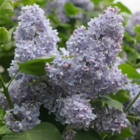 Сирень Кондорсе, Syringa vulgaris Condorce, Сирень Кондорсе с7.5