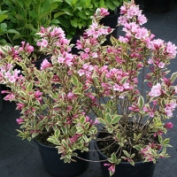 Вейгела цветущая Magical Rainbow, Weigela florida Magical Rainbow, Вейгела цветущая Меджикал Рейнбоу