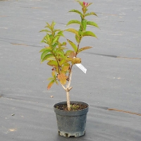 Вейгела Briston Ruby, Weigela hybrida Bristol Ruby, Вейгела гибридная Бристоль Руби