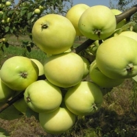 Яблоня Папировка с5, Яблоня Папировка, Malus Domestica Papirovka