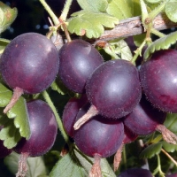 Крыжовник Грушенька, Grossularia
