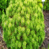 Сосна mini Mops, Pinus mugo Mops, Сосна горная Мопс