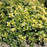 Тимьян лимоннопахнущий Doone Valley, Thymus citriodorus Doone Valley