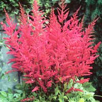 Астильба Arendsii Granat, Astilbe Arendsii Granat, Астильба Арендса Гранат