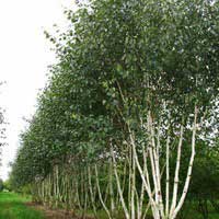 Береза полезная Doorenbos, Betula utilis Doorenbos, Берёза полезная Доренбос