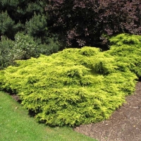 Можжевельник Gold Coast, Juniperus x media Gold Coast, Можжевельник Голд Кост, купить можжевельник голд кост, голд кост
