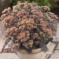 Очиток Yellow Xenox, Очиток Йеллоу Ксенокс, Sedum hybride Yellow Xenox