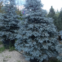 Ель колючая Blue Diamon, Picea pungens Blue Diamond, Ель колючая Блю Даймонд