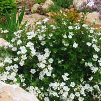 Лапчатка Аbbotswood, Potentilla fruticosa Аbbotswood, Лапчатка кустарниковая Абботсвуд