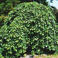 Вяз шершавый Pendula, Ulmus scabra Pendula, Вяз шершавый Пендула