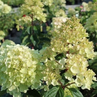 Гортензия Vanille Fraise, Hydrangea paniculata Vanille Fraise, Гортензия метельчатая Ванилла Фрейз