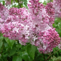 Сирень Лиловая пирамида с7.5, Syringa vulgaris Lilovaya Piramida, Сирень Лиловая пирамида