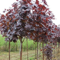 Клен остролистный Faassens Black, Acer platanoides Faassens Black, Клён остролистный Фассенс Блэк