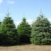 Пихта корейская, Abies korean, Abies koreana 225/250, Пихта корейская