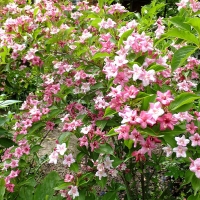 Вейгела Rosea, Weigela florida Rosea, Вейгела Розеа