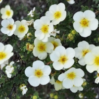 Лапчатка Primrose Beauty, Potentilla fruticosa Primrose Beauty, Лапчатка Примроуз Бьюти