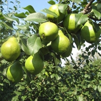 Груша Москвичка c7.5, Pyrus Moskvichka, Груша Москвичка