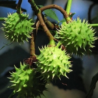 Каштан конский Baumannii, Aesculus hippocastanum Baumanii, Каштан конский Баумани
