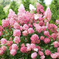 Гортензия Pink Diamond, Hydrangea paniculata Pink Diamond, Гортензия метельчатая Пинк Даймонд