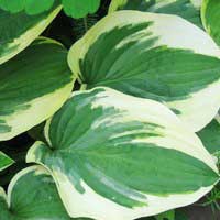 Хоста Mama Mia, Hosta Mama Mia, Хоста Мама Мия