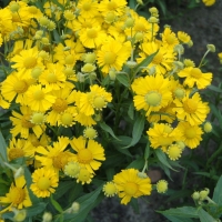 Гелениум Sombrero, Helenium Sombrero, Гелениум Сомбреро