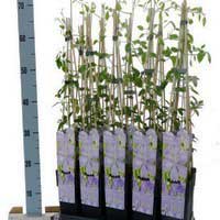 Клематис Mrs Cholmondeley, Clematis Mrs Cholmondeley, Клематис Миссис Чолмондели