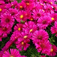 Астра кустарниковая Jenny, Aster dumosus Jenny, Астра кустарниковая Дженни