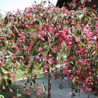 Яблоня декоративная Royal Beauty, Malus Royal Beauty, Яблоня декоративная Роял Бьюти