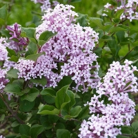 Сирень мелколистная Superba, Syringa microphylla Superba, Сирень мелколистная Суперба