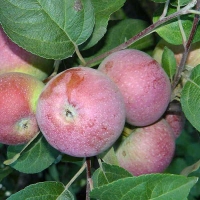 Яблоня Лобо П5, Malus domestica Lobo, Яблоня Лобо