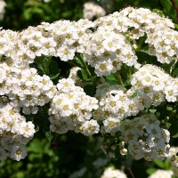 Спирея ниппонская Snowmound, Spiraea nipponica Snowmound, Спирея ниппонская Сноумаунд