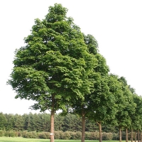 Клен остролистный Deborah 8/10, Acer platanoides Deborah, Клен остролистный Дебора
