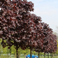 Клён остролистный Faassens Blacк, Acer platanoides Faassens Black, Клён остролистный Фаасен Блэк