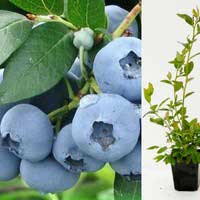 Голубика высокорослая Elizabeth, Vaccinium corymbosum Elizabeth, Голубика высокорослая Элизабет